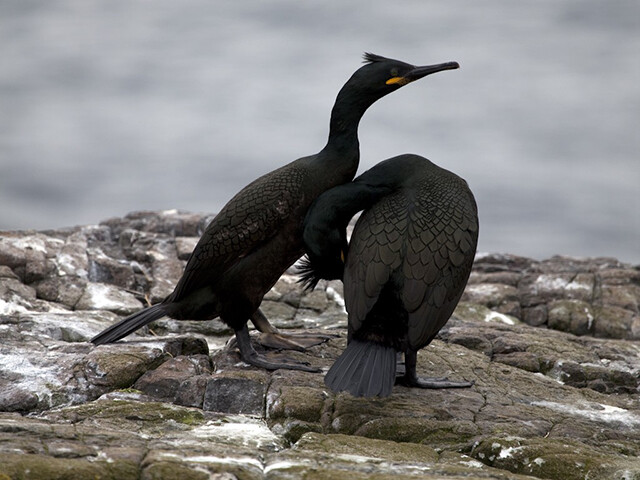 Cormorán moñudo