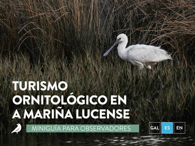 Folleto Turismo Ornitológico en A Mariña Lucense [ESPAÑOL]