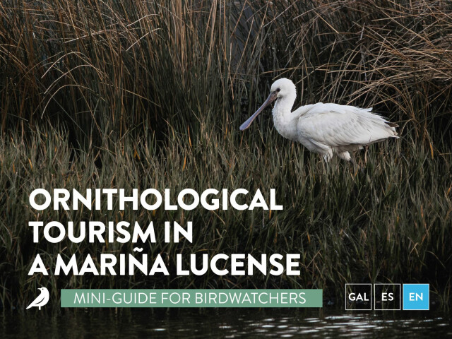 Folleto - Ornithological Tourism in A Mariña Lucense brochure [ENGLISH]