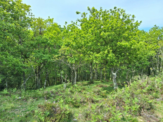 8. La fraga de las Lerias, un refugio natural en la serra do Xistral. O Valadouro