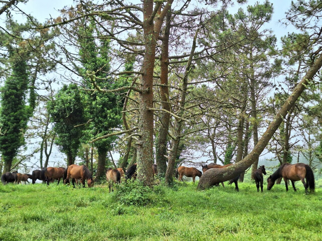 12. Montes do Buio, las turberas de Viveiro. Viveiro